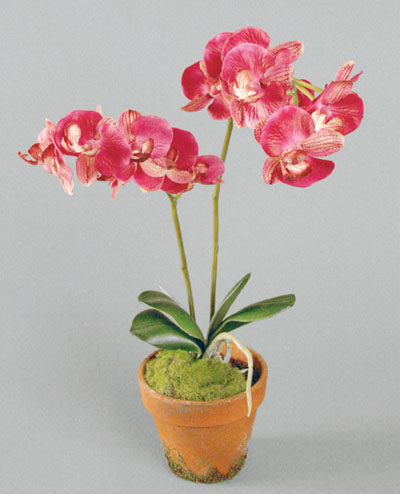 841-2 Phalaenopsis 45cm